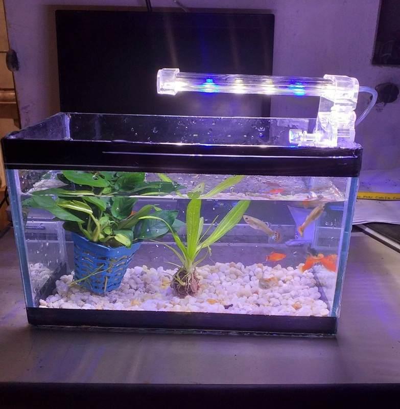 Đèn led thủy sinh 4W D10 cho bể cá mini