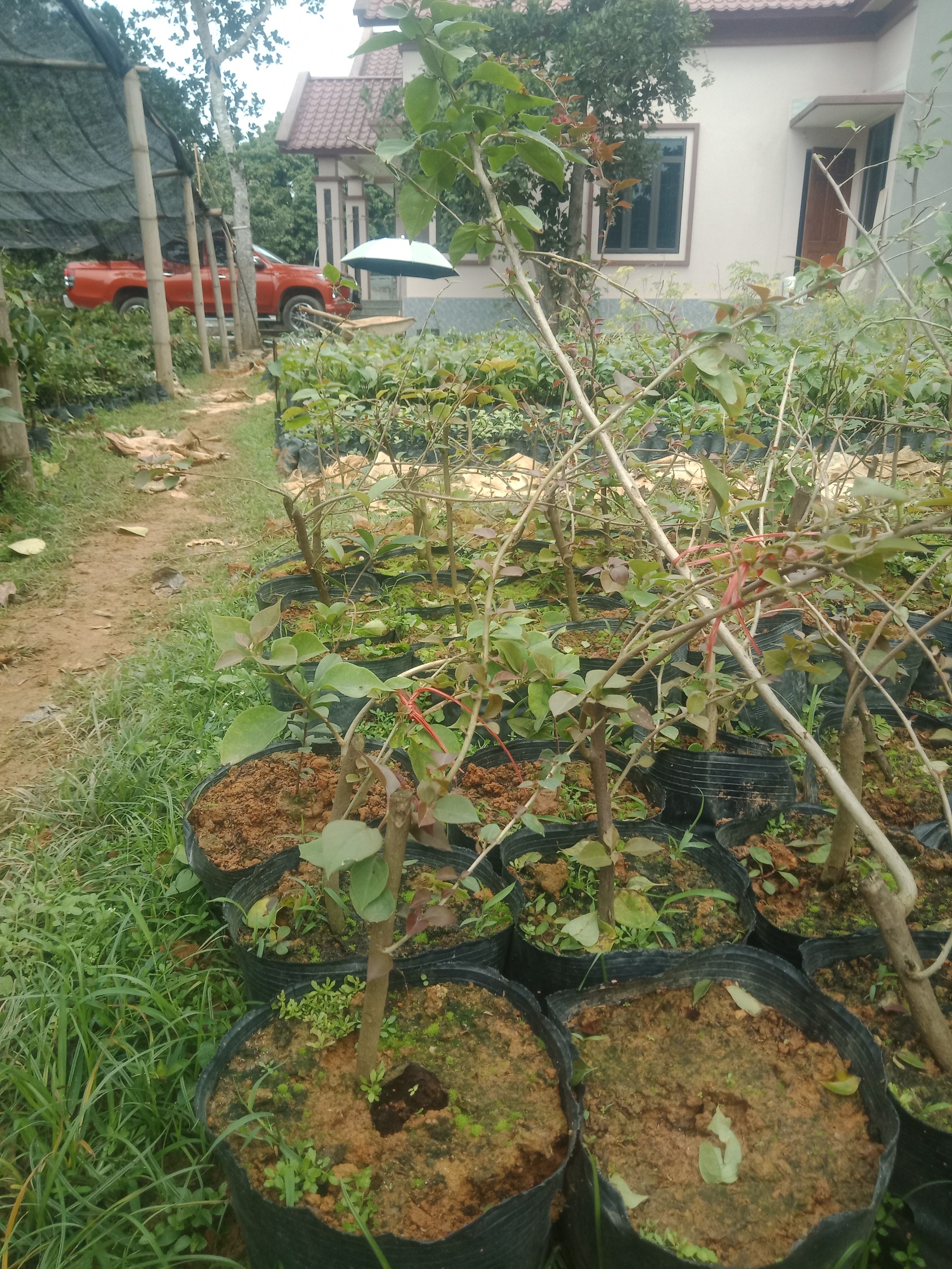 CÂY giống hoa giấy ngũ sắc