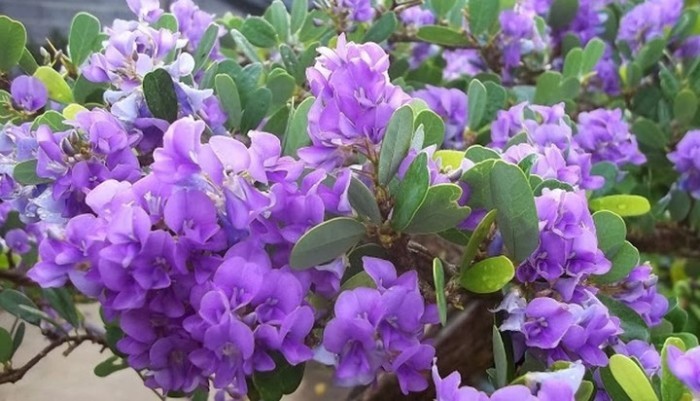 CHẬU CÂY LINH SAM (CÂY SAM NÚI ) SIÊU BÔNG