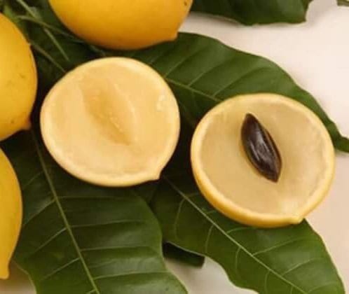 Cây giống vú sữa hoàng kim