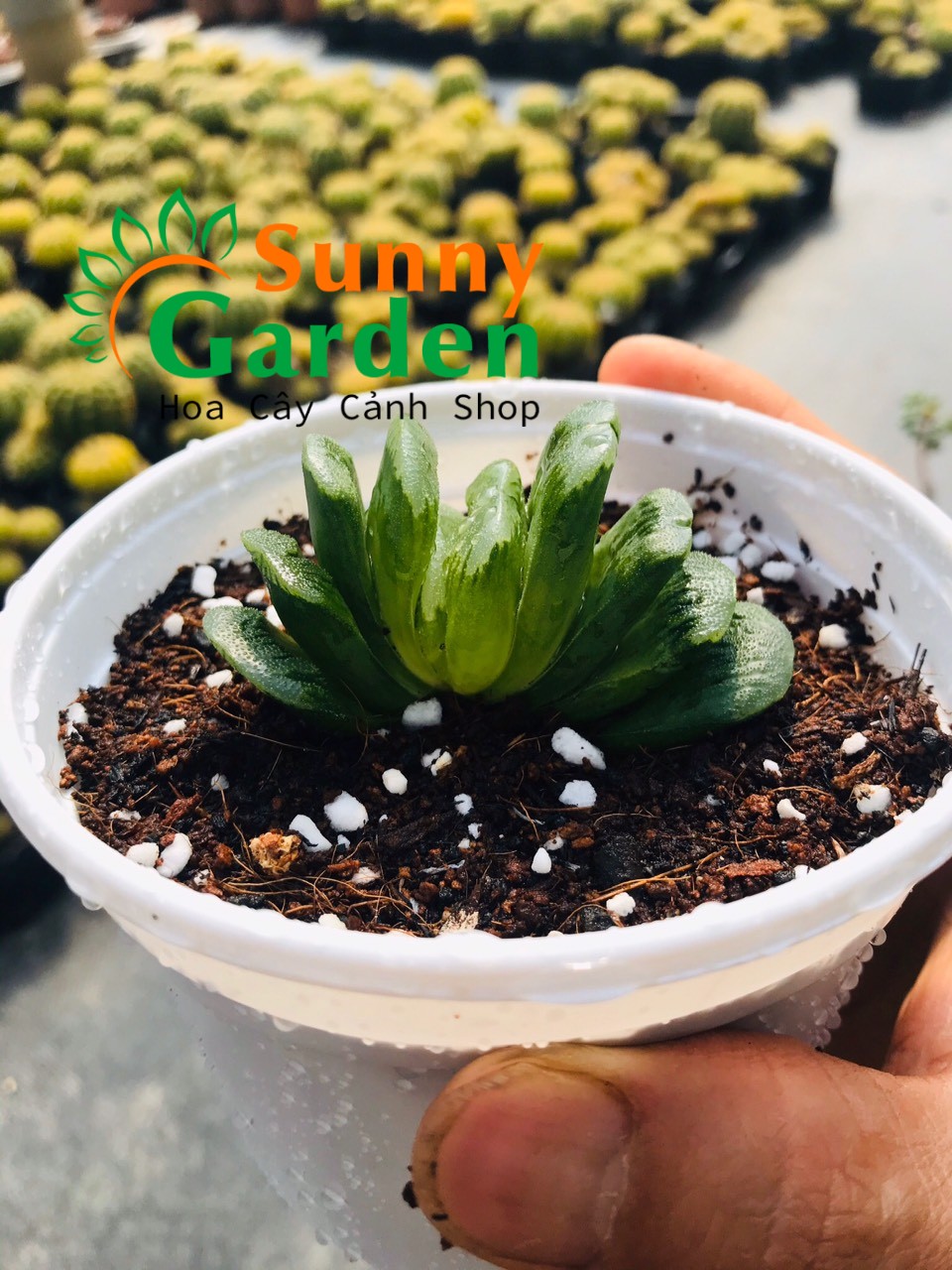 Sen Đá Haworthia Truncata