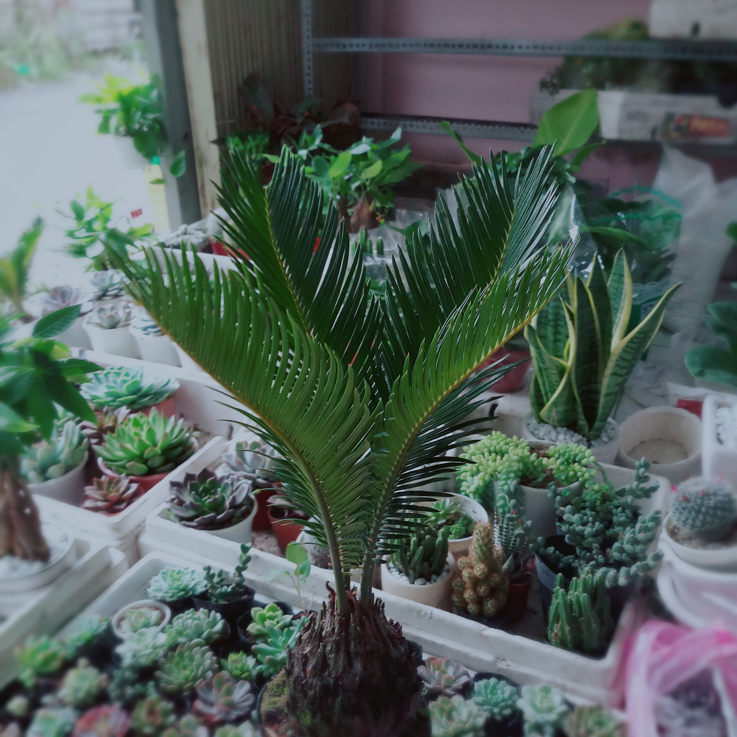 Cây Vạn Tuế