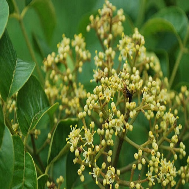 Cây mắc khén giống khỏe đẹp
