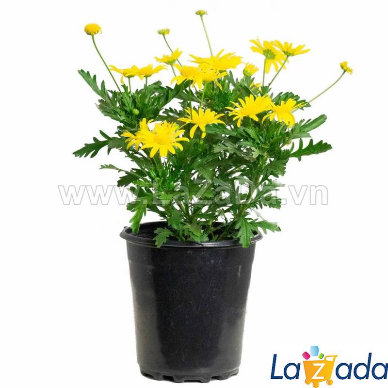 50h Hạt Giống Hoa Cúc Thân Gỗ Cúc Vạn Niên (TLB2| -KD: B27)