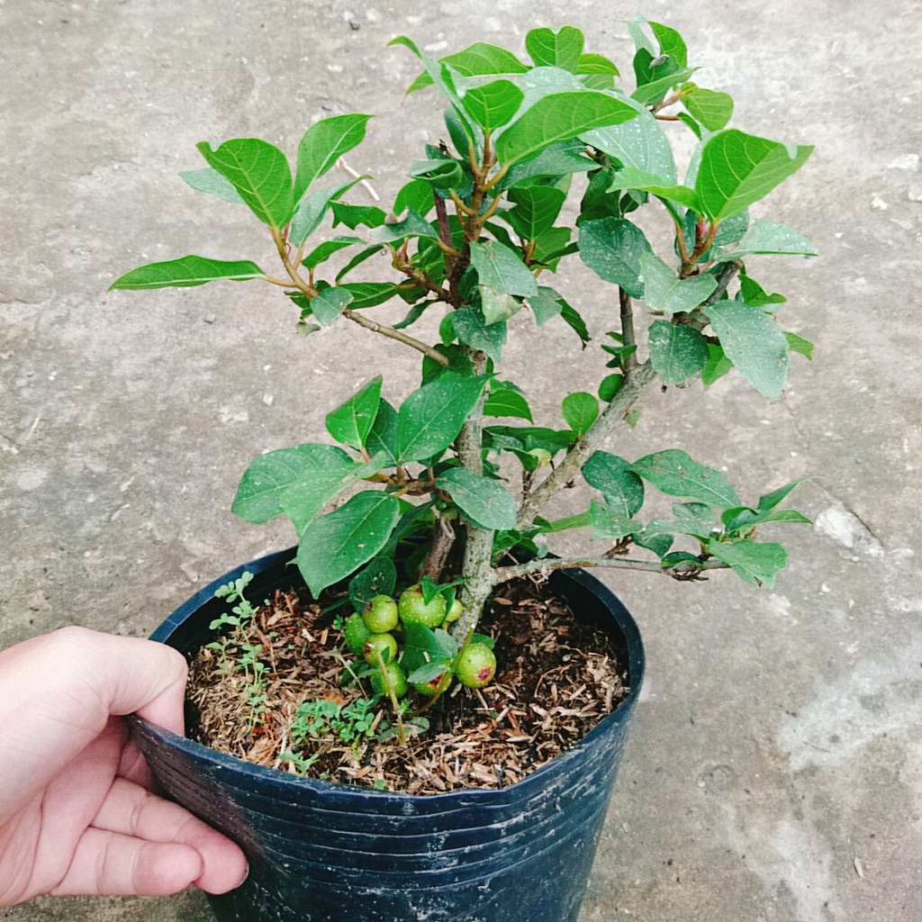 Cây sung ta - cây cảnh trong nhà