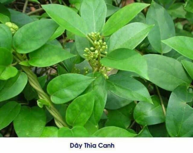 Dây thìa canh 1kg khô cao cấp