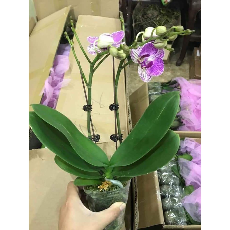{ SALE MANH } combo 5 cây Lan hồ điệp 2 ngồng nụ đủ màu