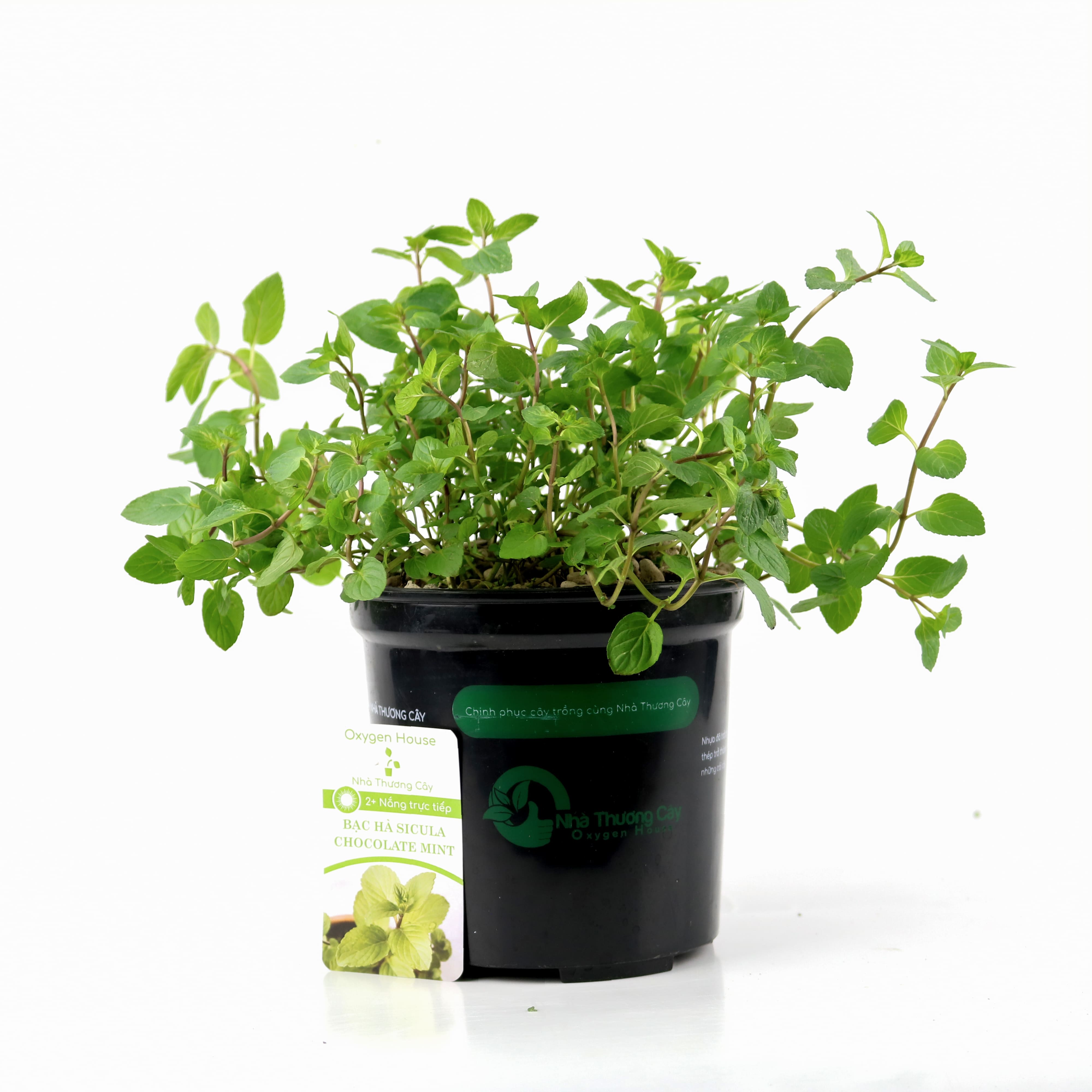 Cây gia vị | Cây bạc hà sicula | Choco Mint