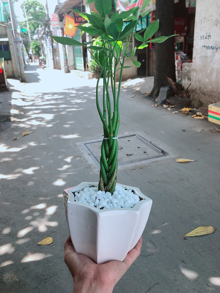 Chậu kim ngân 5 thân