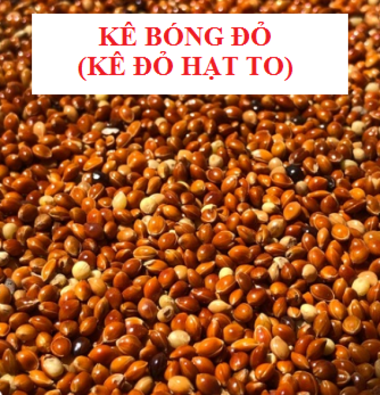 1KG HẠT KÊ BÓNG ĐỎ (KÊ ĐỎ HẠT TO) CHO CHIM CẢNH, VẸT