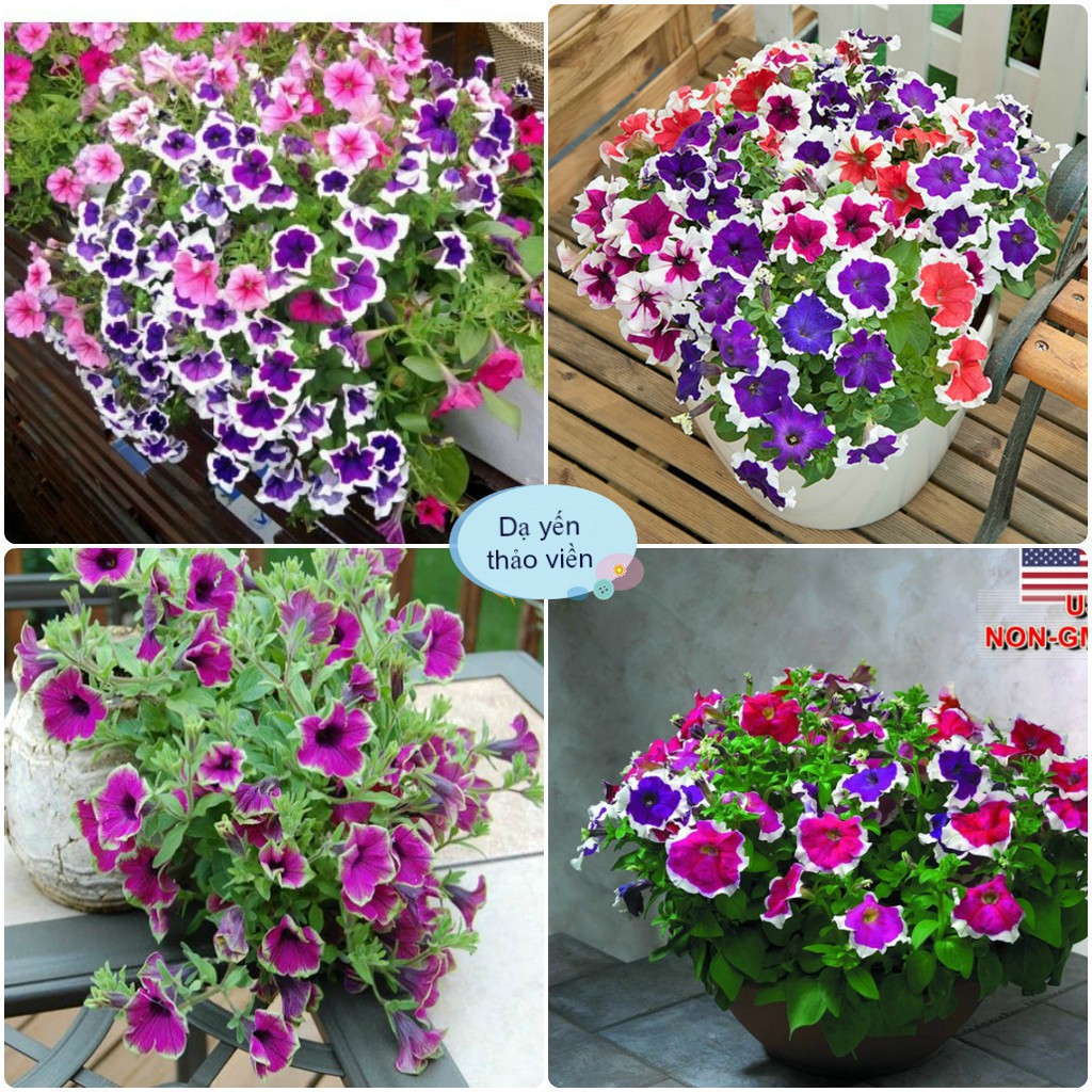 Hạt giống hoa dạ yến thảo viền mix màu-50 hạt/gói