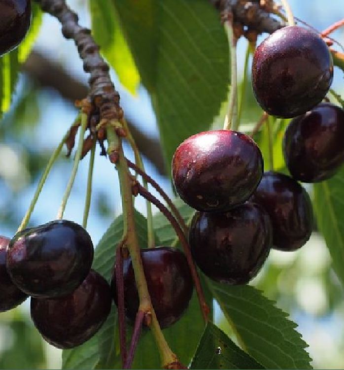 Hạt giống cây ăn trái cherry nhiệt đới gói 10 hạt