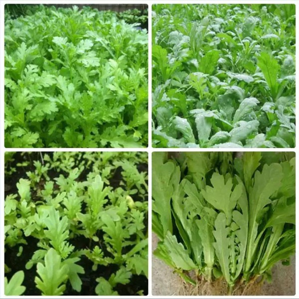 [Siêu Sale] Hạt Giống Rau Cải Cúc Nếp - GÓI 50GR