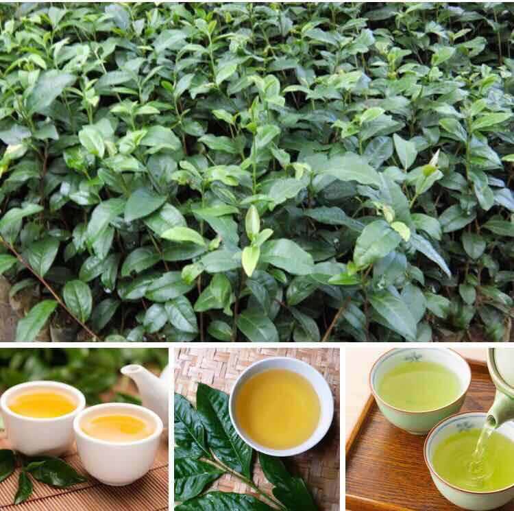 COM BO 2 CÂY GIỐNG TRÀ XANH UỐNG NƯỚC