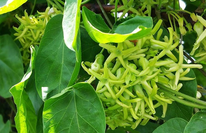 (GIÁ SỐC) Bầu cây HOA THIÊN LÝ
