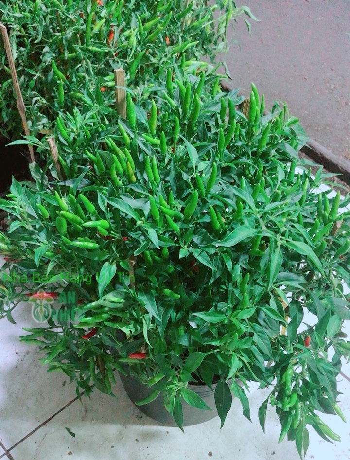 Bụi Ớt Hiểm Nhiều Trái