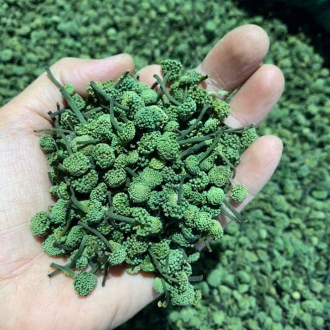 100g nụ tam thất bao tử