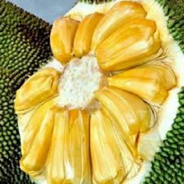 CÂY GIỐNG MÍT TA ( MÍT MẬT, MÍT DAI ) SIÊU QUẢ, SIÊU NGON, NGỌT, THƠM