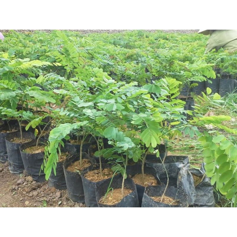hạt giống cẩm lai(1kg)