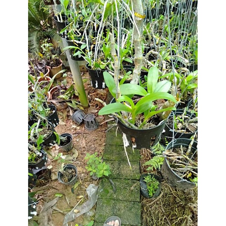 hoa phong lan trầm tím rừng chậu phi 12