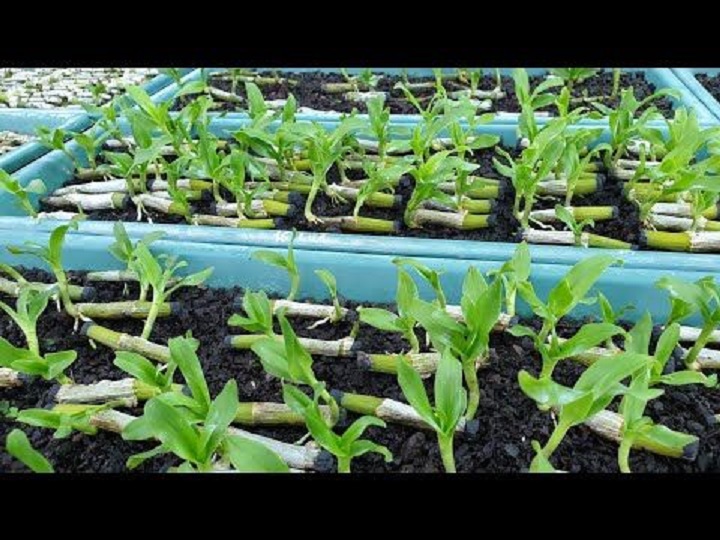 Phi điệp đột biến 5 CT NGƯỜI ĐẸP KHÔNG TÊN
