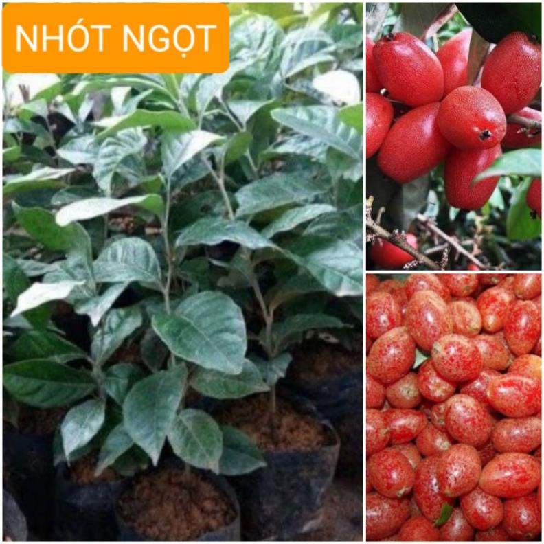 Giống cây nhót ngọt mua 4 tặng 1 cây bất kỳ