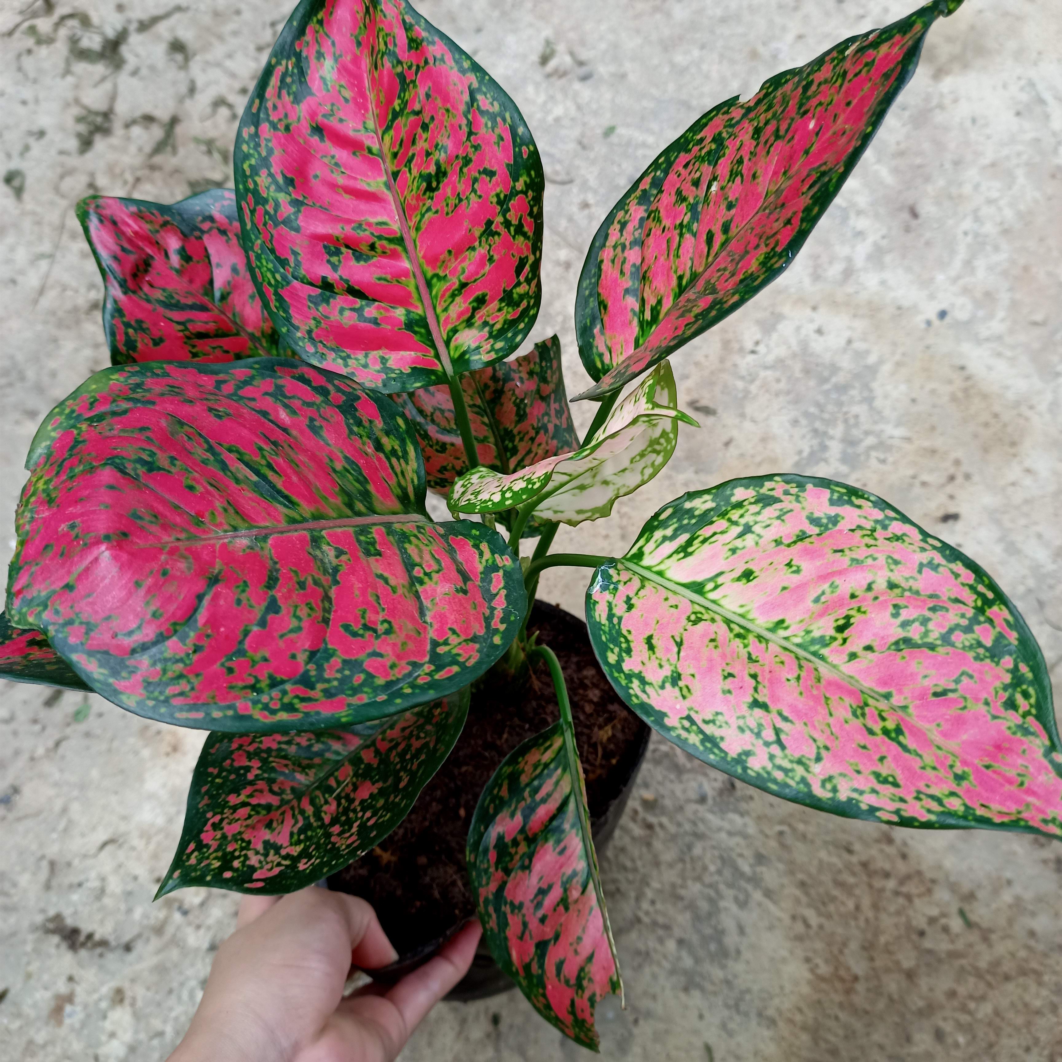Chậu cây vạn lộc, cây thiên phú - Summer Garden
