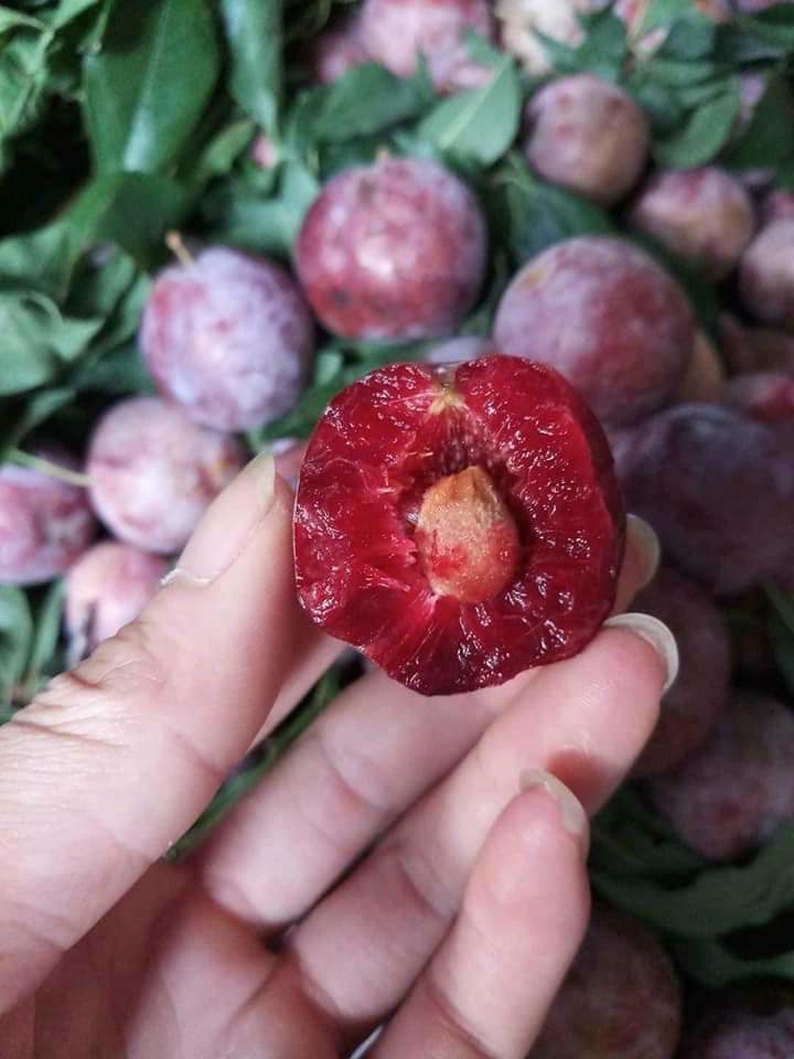 Cây giống mận chiết cành