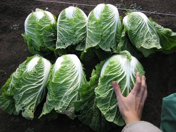 [HCM]Hạt Giống Cải Thảo F1 - Gói 1gr