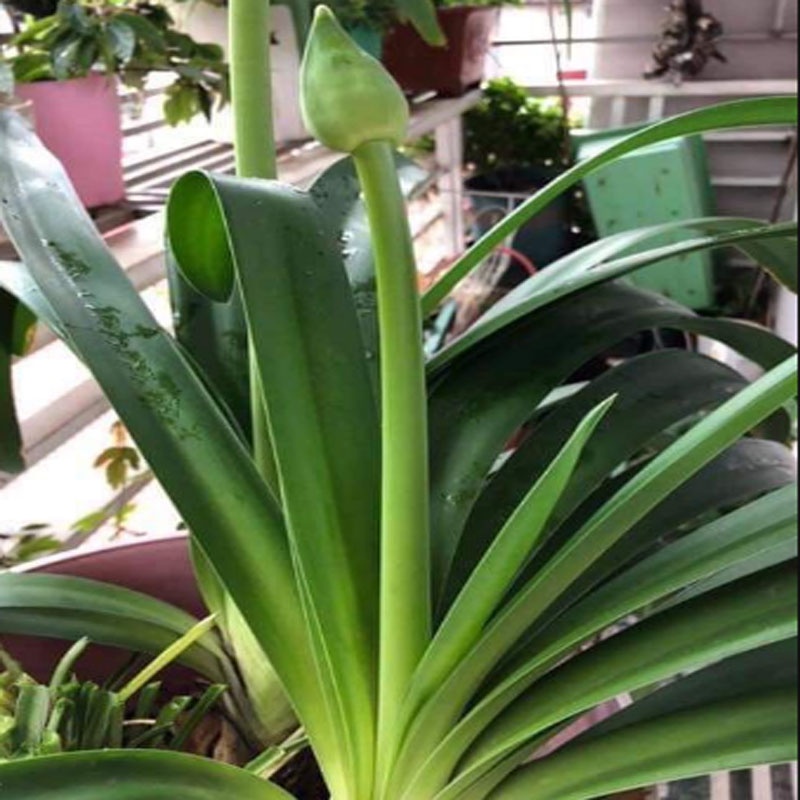 Củ Hoa Thanh Anh - cây cảnh để bàn