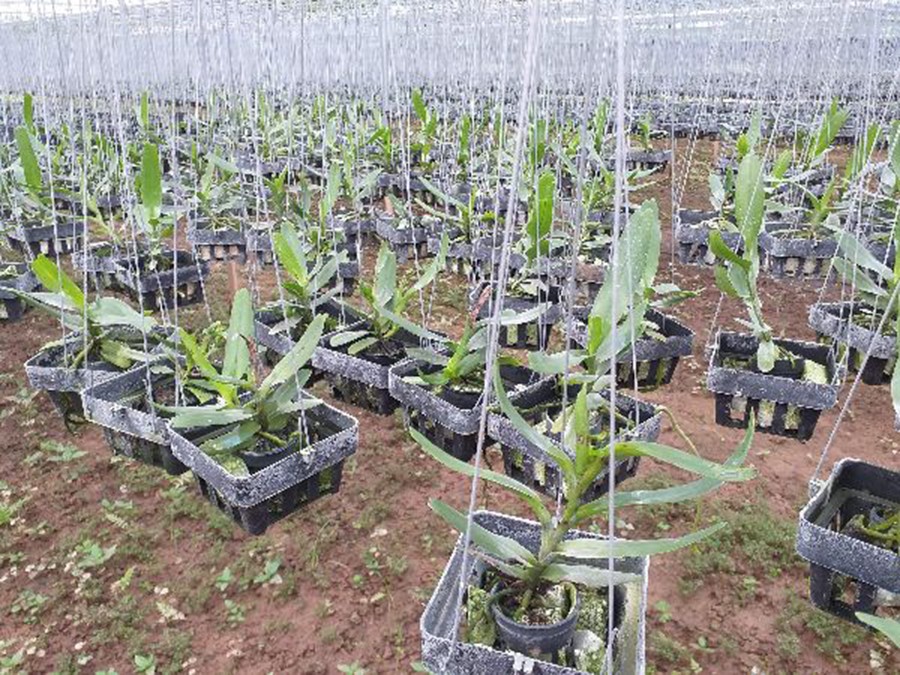 hoa phong lan tam bảo sắc hoa trắng