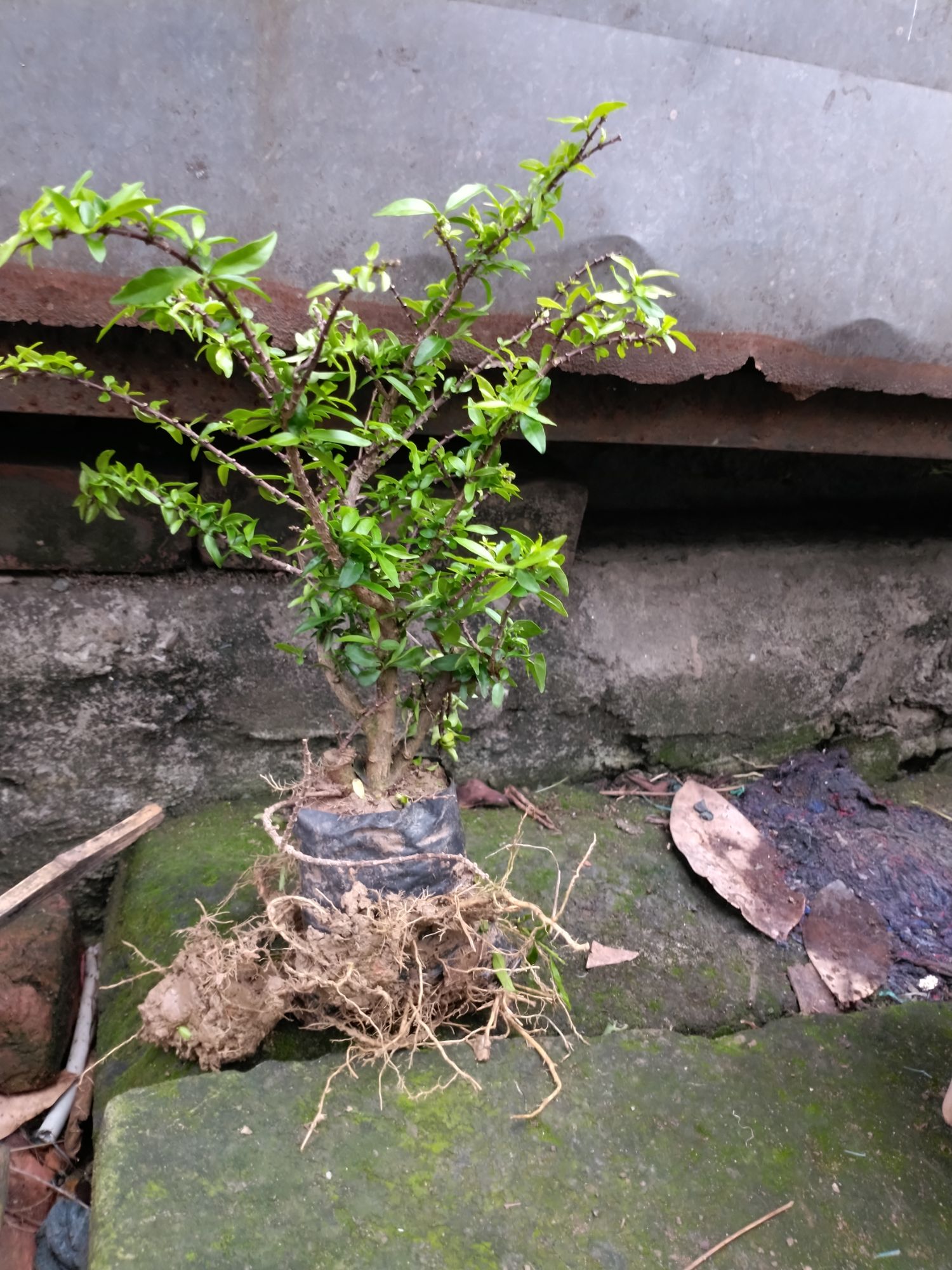Cây Mai Chiếu Thủy Bon sai mini