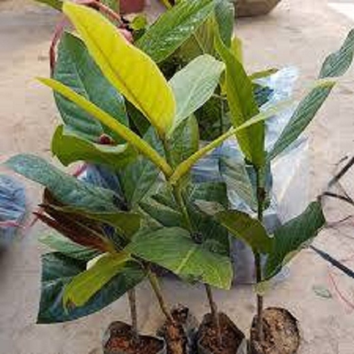 CÂY HOA  GIỐNG HOA HẢI ĐƯỜNG TRẮNG