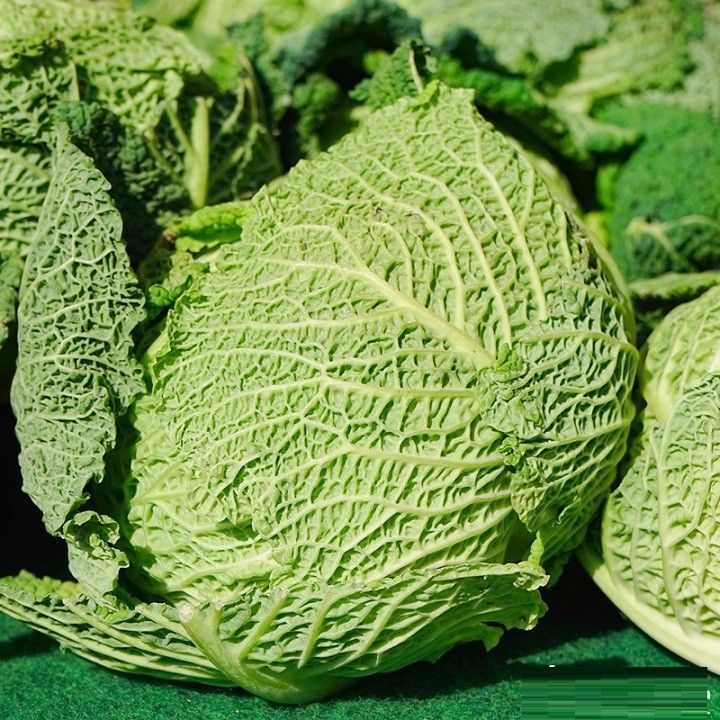 Hạt Giống Bắp Cải Mạng Nhện (Bắp Cải Nhăn)