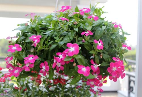 Gói 7 Hạt Giống Hoa Dừa Cạn Hồng Rũ -NanuSeeds