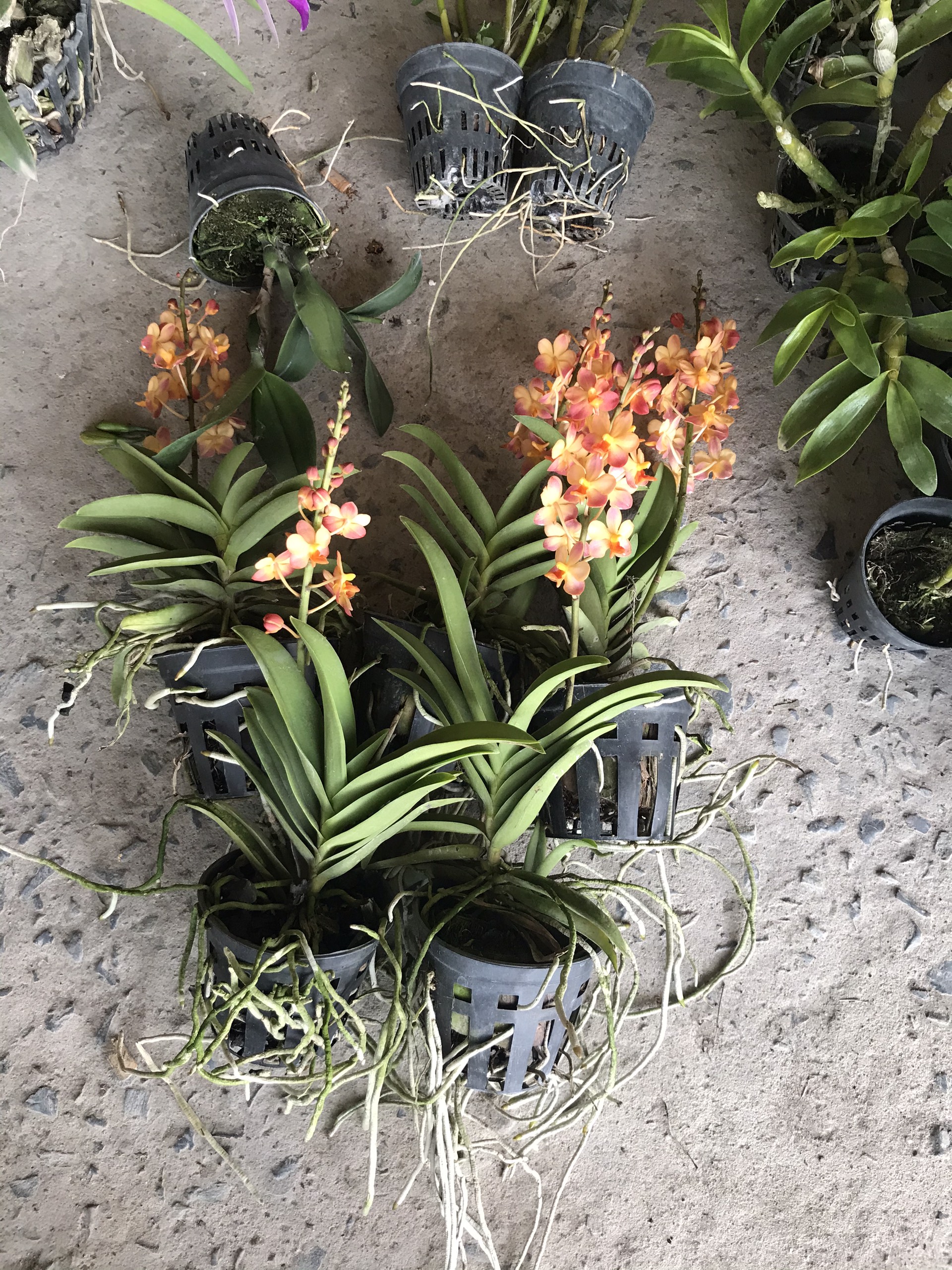 Hoa lan hồ điệp cam cây trưởng thành