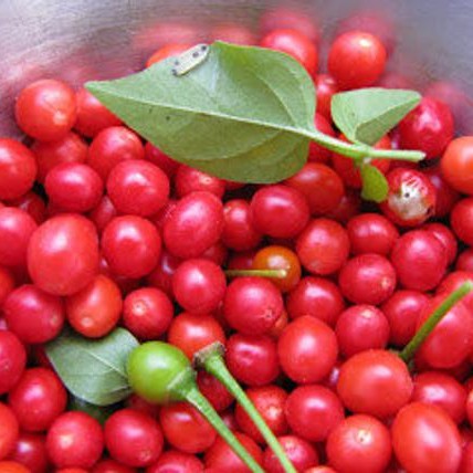 Hạt Giống Ớt Tiêu Siêu Cay Chiltepin