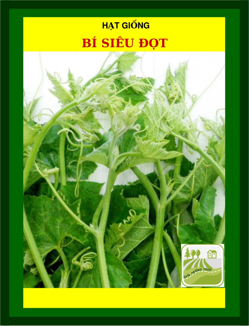 5Gram Hạt Giống Bí Siêu Đọt