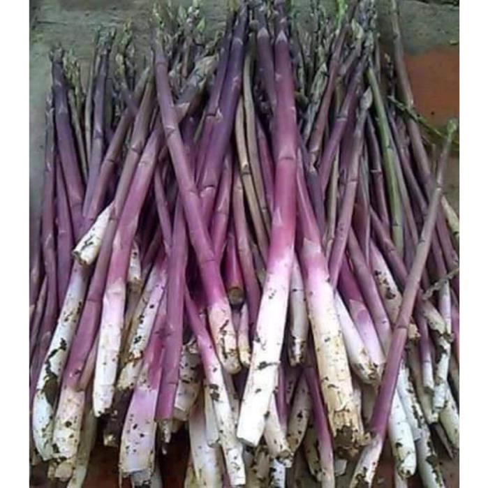Hạt giống măng tây tím Rạng Đông gói 0.2g
