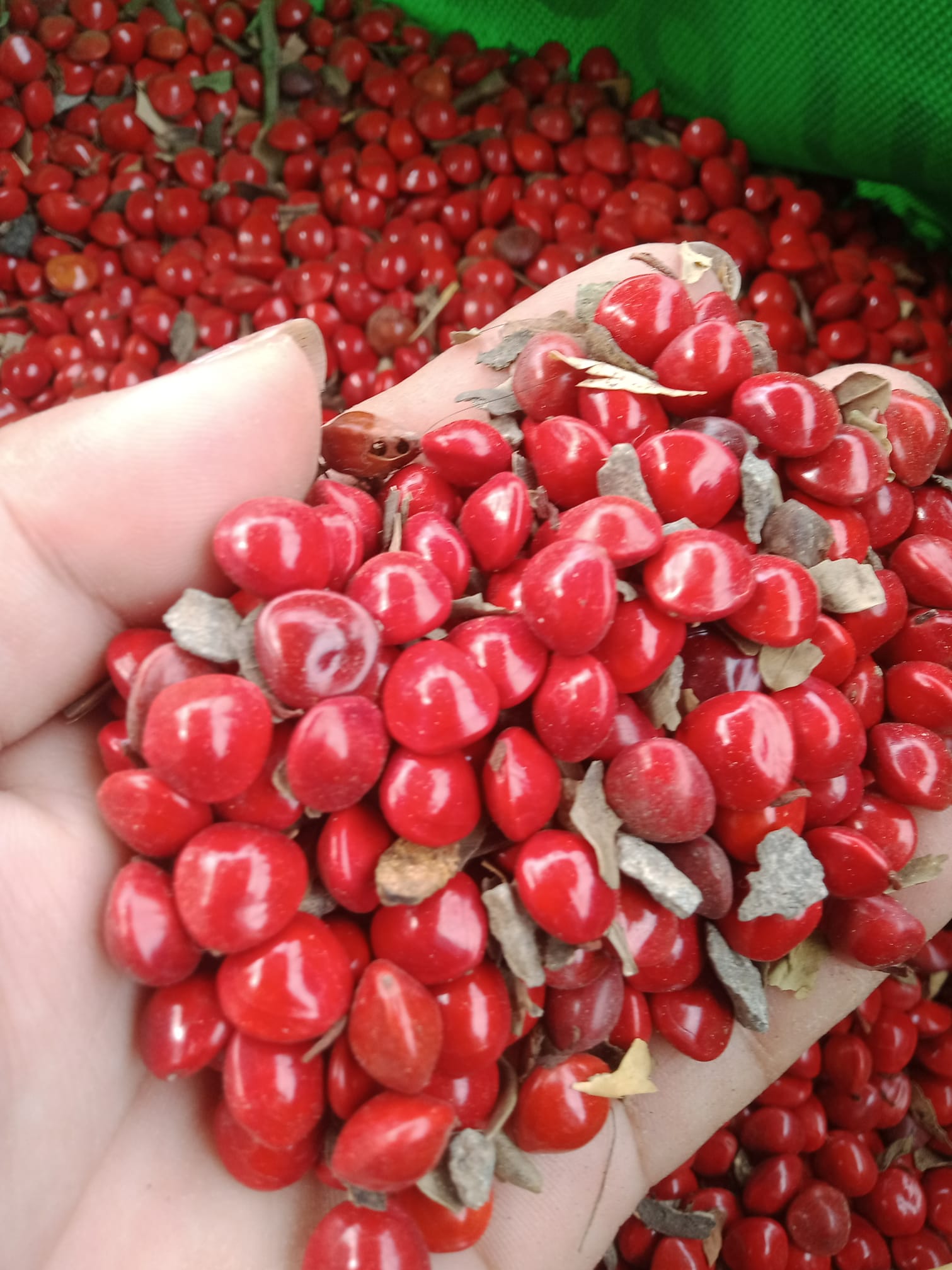500 gram hạt cẩm lai đỏ