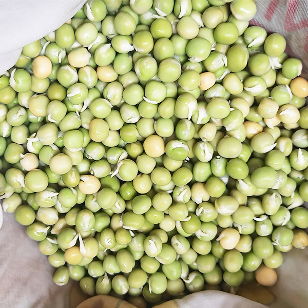 Hạt giống đậu Hà Lan túi 1 kg