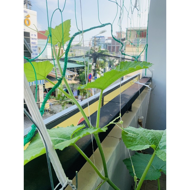 Hạt giống bí siêu ngọn, bí đỏ ăn ngọn