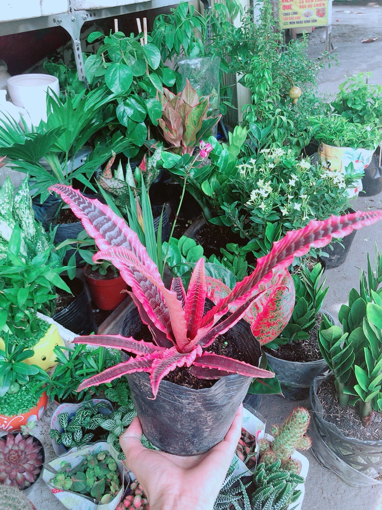 [HCM]Cây Dứa Đuôi Công