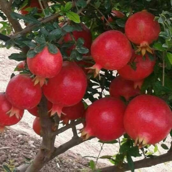 20 Hạt Giống Lựu Lùn