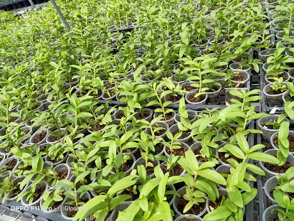 Hoa lan 5 cánh trắng Phú Thọ