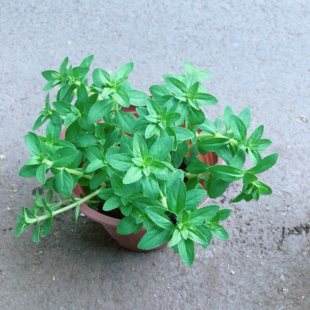 [HCM]Chậu Cây Rau Ngổ (Ngò Om)