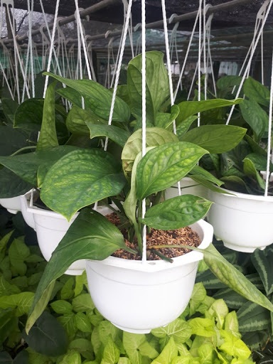 Cây Trầu Bà Hạnh Phúc
