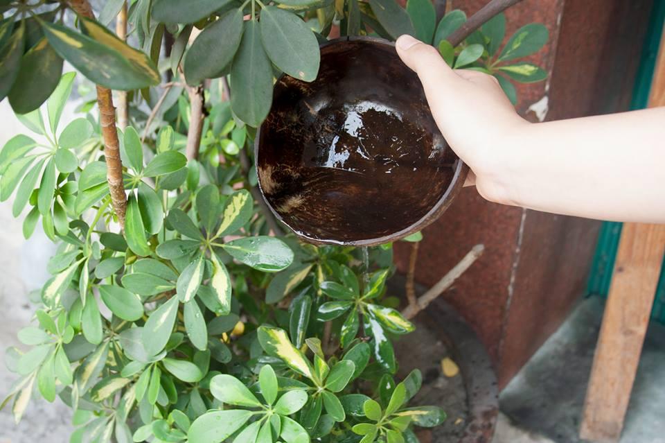 Chén (Bát) Gáo Dừa Tự Nhiên One4One (mài bóng - không ngâm/sơn hóa chất) / Coconut Bowl