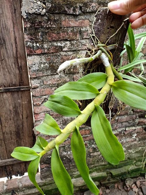 purple orchid (forest row)