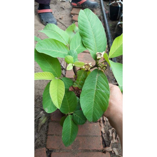 Sản phẩm ổi nữ hoàng cây sẵn hoa và quả